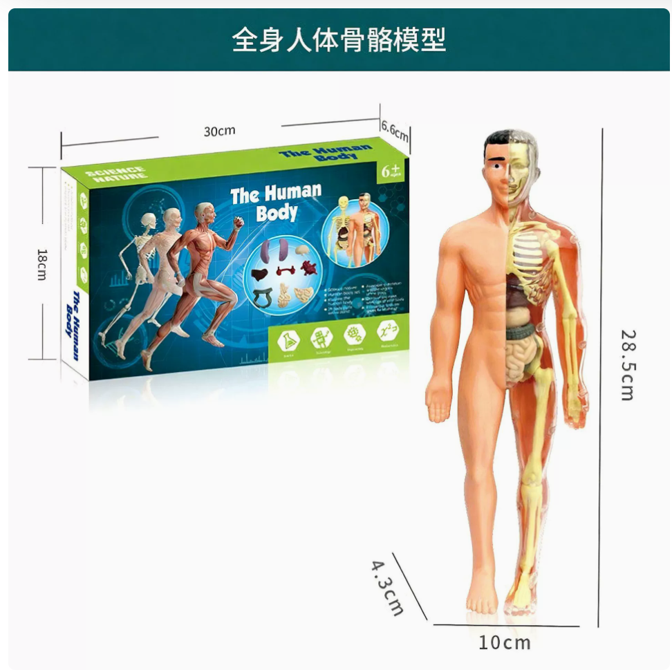 Human Body Anatomy Model