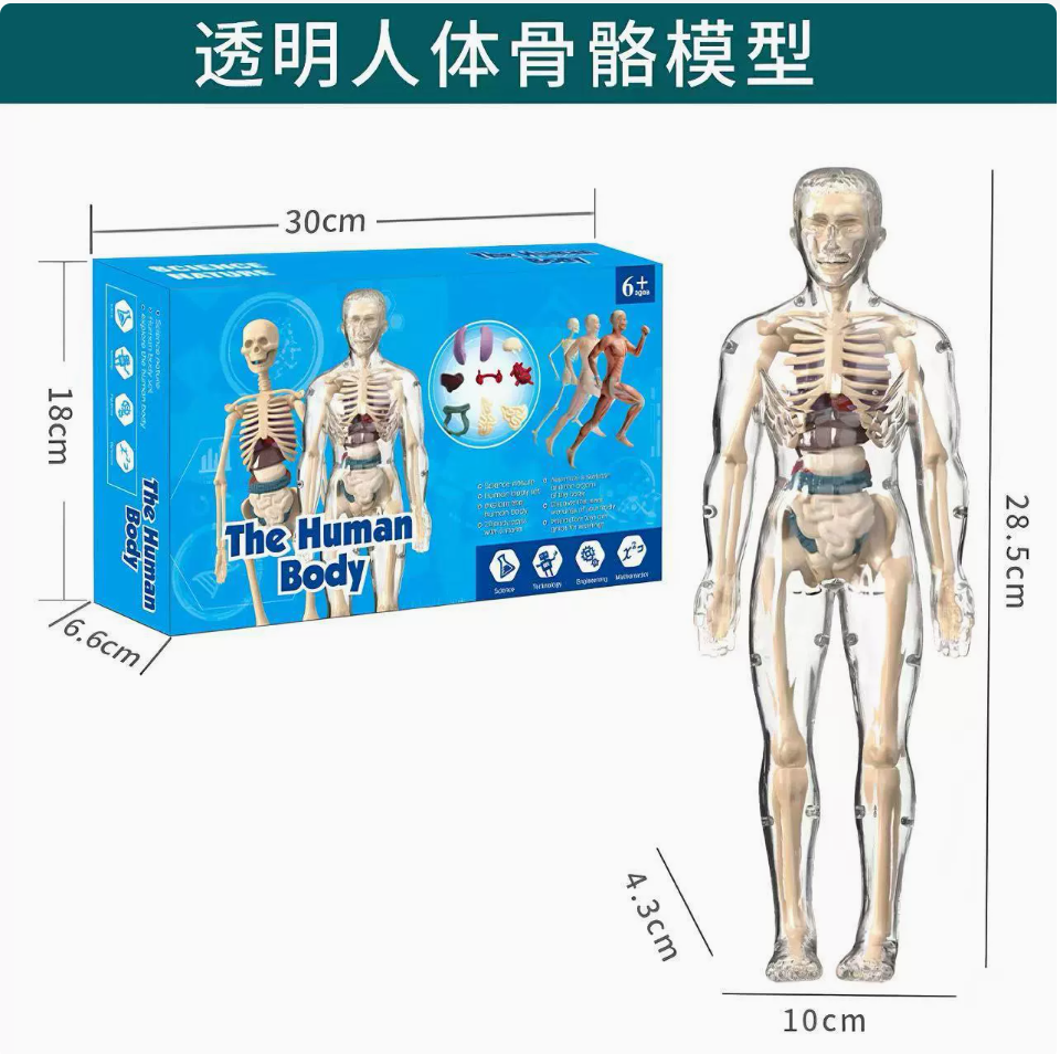 Educational Human Body Anatomy